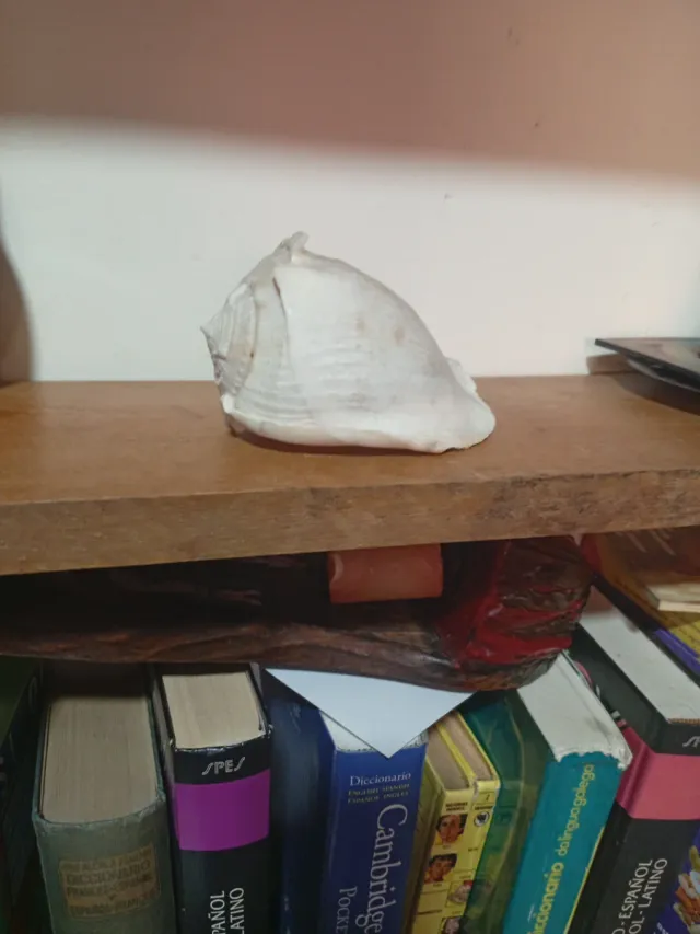 Caracola pequeña decorativa