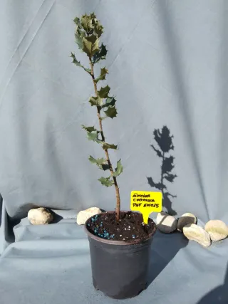 ENCINA, CARRASCA. QUERCUS ILLEX