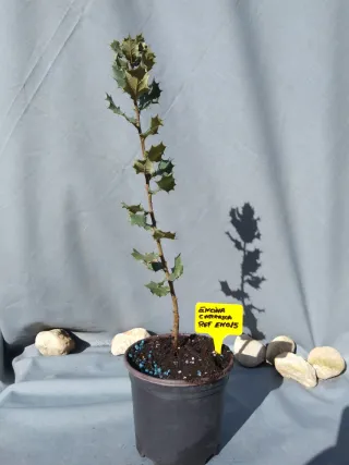 ENCINA, CARRASCA. QUERCUS ILLEX