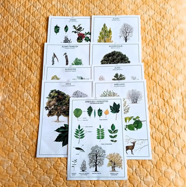 Honor del Paisaje + Láminas + Berenguer