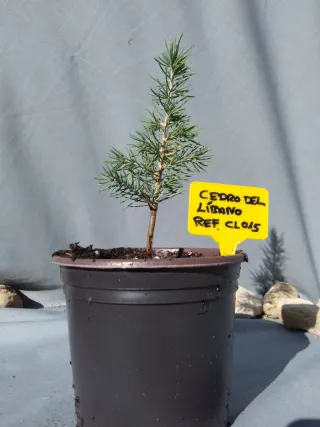 CEDRO DEL LÍBANO