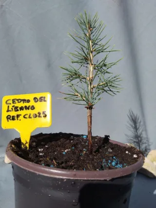 Cedro del Líbano (Planta)