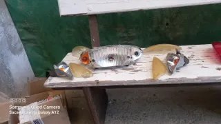 Pilotos Honda SH150 (2004) Delantero y Trasero