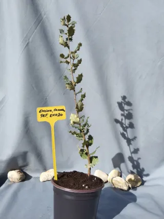 ENCINA, CARRASCA. QUERCUS ILLEX
