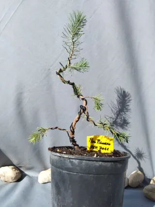 PREBONSÁI PINO PIÑONERO