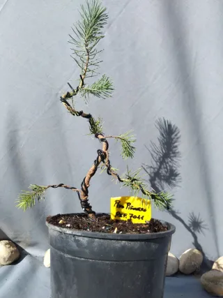 PREBONSÁI PINO PIÑONERO