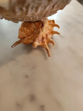 Cenicero Concha Nacarada