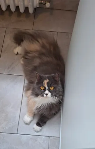 Cat sitter Milano (zona Crescenzago)