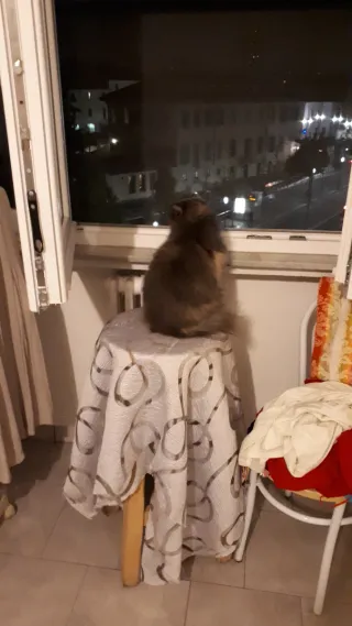 Cat sitter Milano (zona Crescenzago)