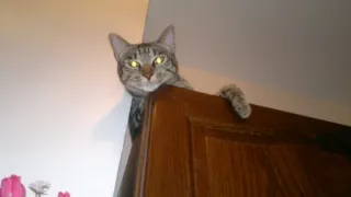 Cat sitter Milano (zona Crescenzago)