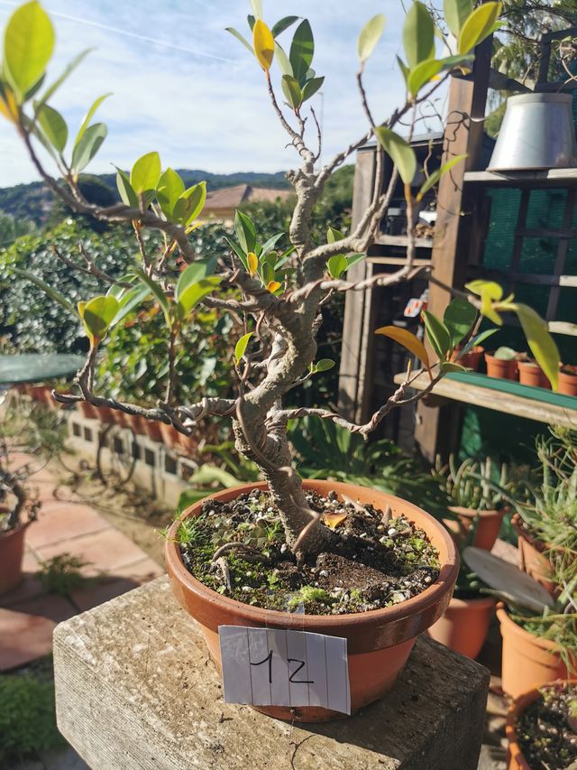 Bonsái Ficus