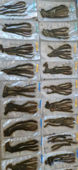 Cebo Funda de Galicia