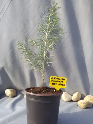 CEDRO DEL HIMALAYA