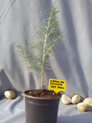CEDRO DEL HIMALAYA