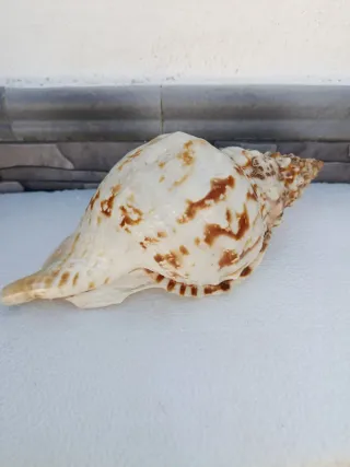Caracola de mar grande decorativa