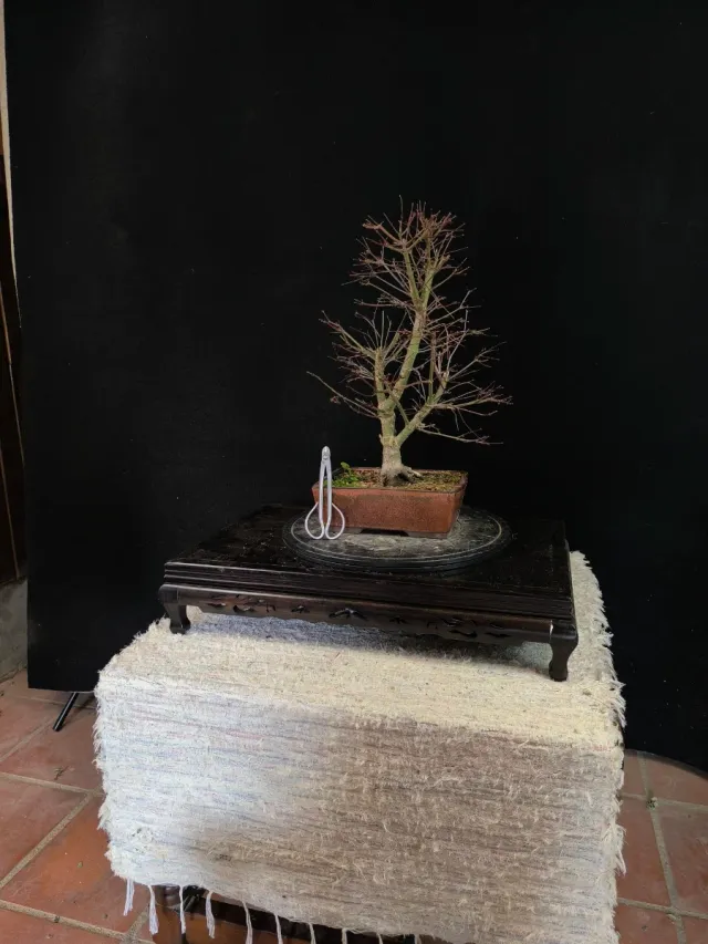 Bonsai arce deshojo