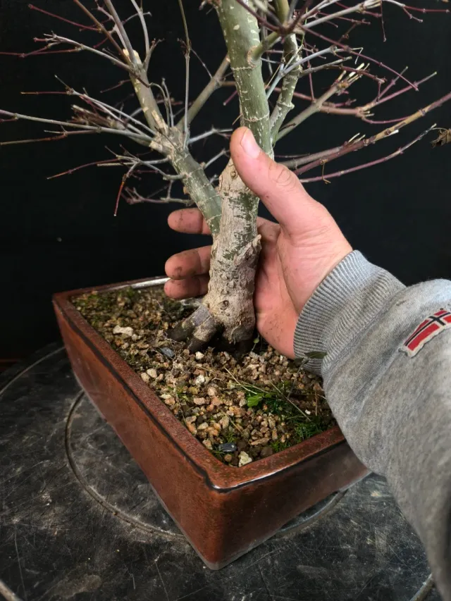 Bonsai arce deshojo