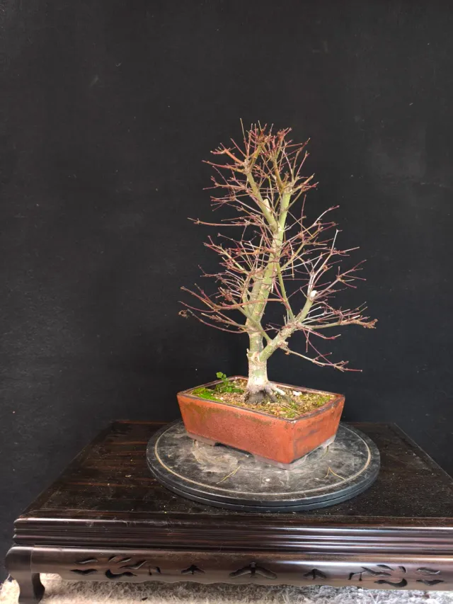 Bonsai arce deshojo