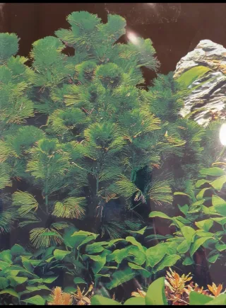 Sfondo Acquario Doppia Faccia - Nuovo