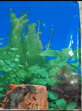 Sfondo Acquario Doppia Faccia - Nuovo