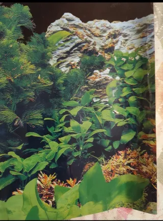 Sfondo Acquario Doppia Faccia - Nuovo