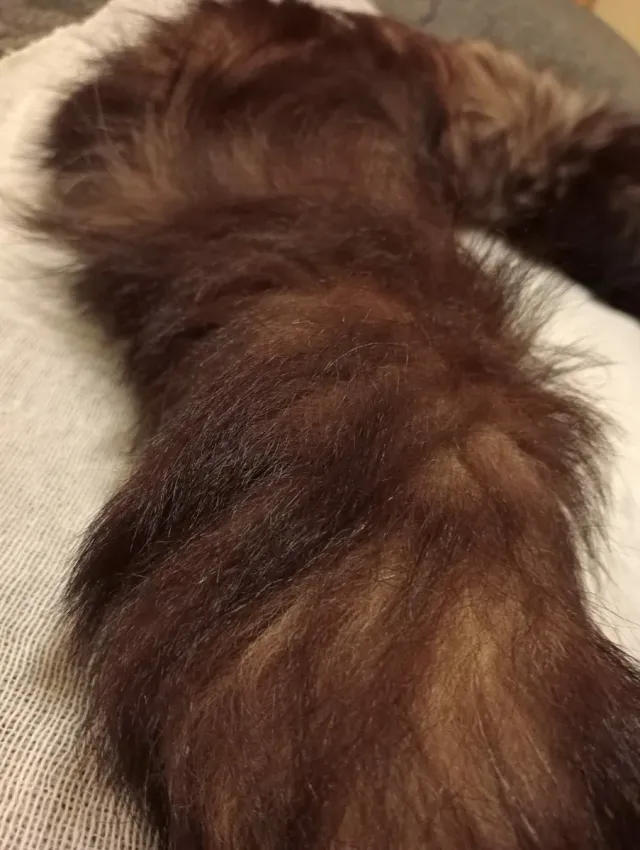 Sciarpa in pelliccia di volpe