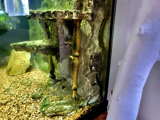 Acuario 120L con decoración