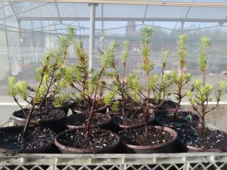 PEQUEÑOS PINOS PIÑONERO EN MACETA DE ENGORDE