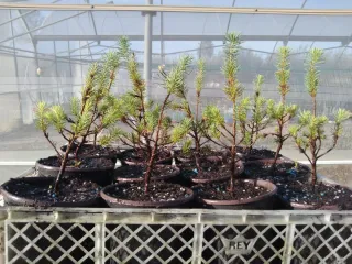 PEQUEÑOS PINOS PIÑONERO EN MACETA DE ENGORDE