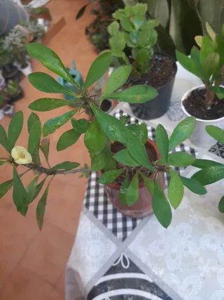 Corona de Cristo planta flores amarillas