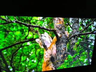 Smart TV LG 65 Negro