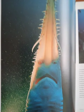 Las Mejores Fotografías De David Doubilet