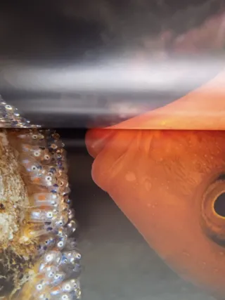 Las Mejores Fotografías De David Doubilet