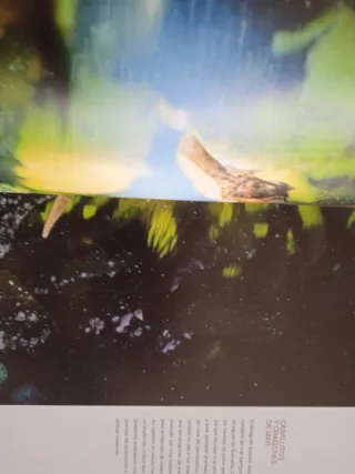 Las Mejores Fotografías De David Doubilet