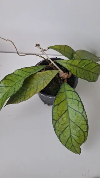 Hoya callistophylla ‘Kalimantan’