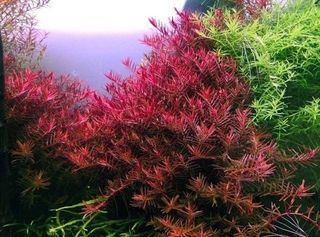ROTALA COLORATA Planta Acuario