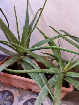 Plantas Aloe Vera en jardineras