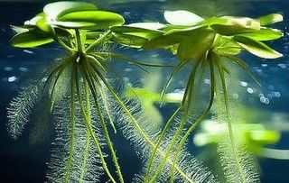 LIMNOBIUM LAEVIGATUM Acuario / Estanque