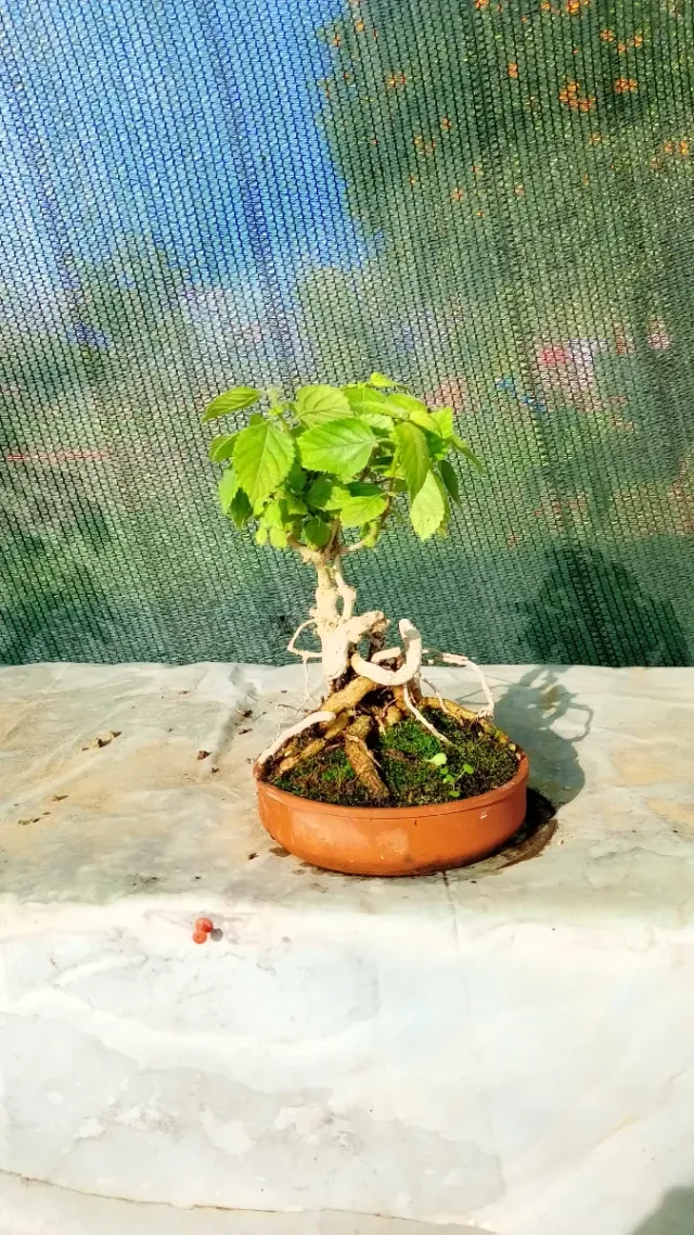 Bonsai Lantana
