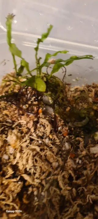 Piante per acquario/terrario