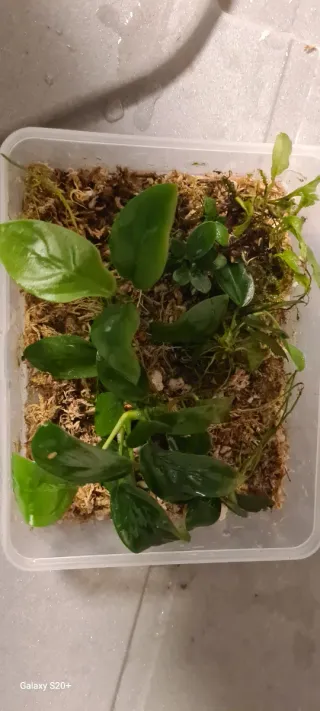 Piante per acquario/terrario