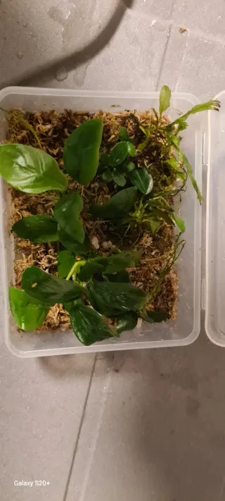 Piante per acquario/terrario