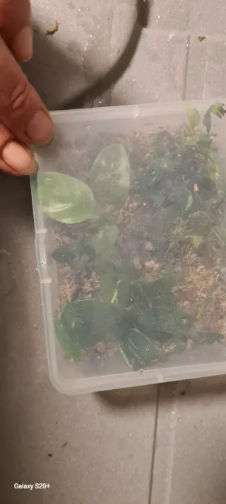 Piante per acquario/terrario