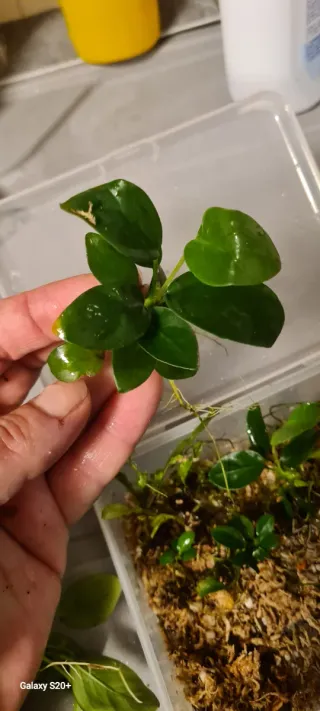 Piante per acquario/terrario