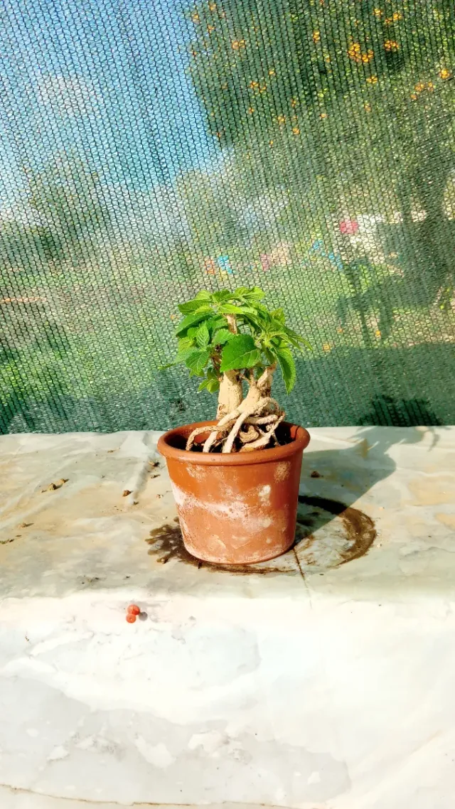 Mini bonsai di lantana