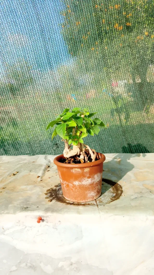 Mini bonsai di lantana