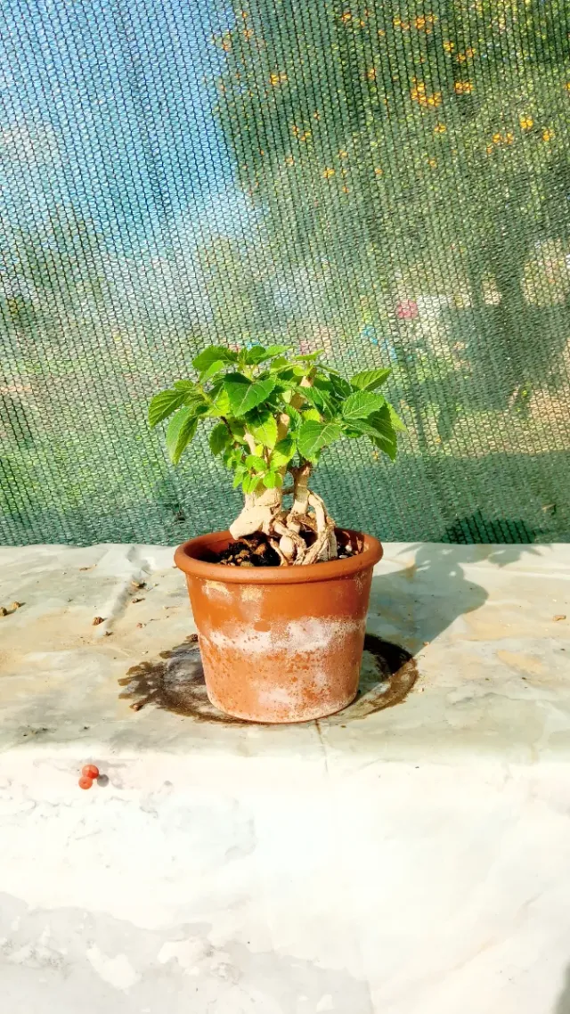 Mini bonsai di lantana
