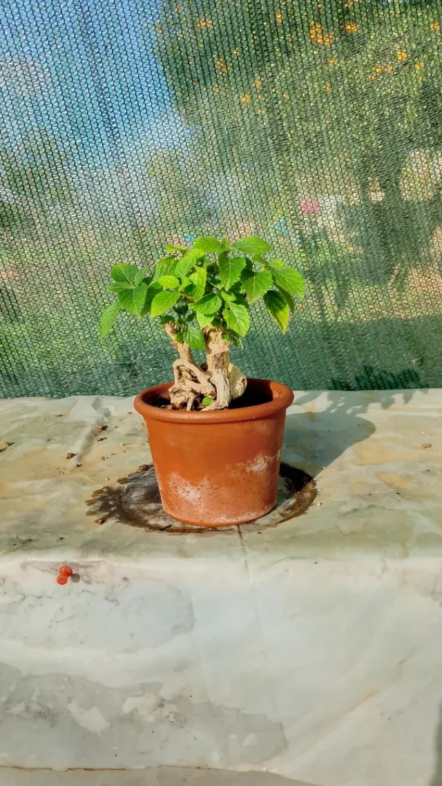 Mini bonsai di lantana