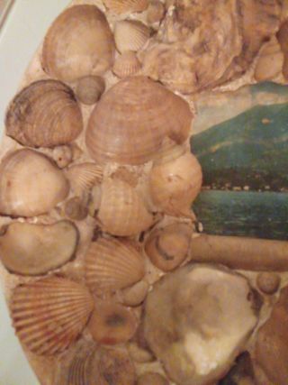 Piatto Decorativo Vintage Conchiglie