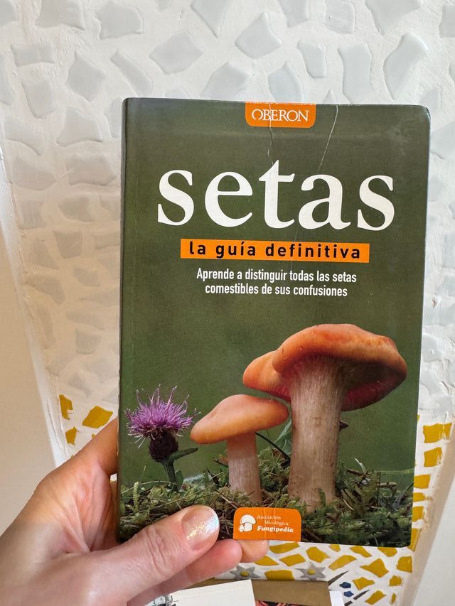 Setas la guia definitiva